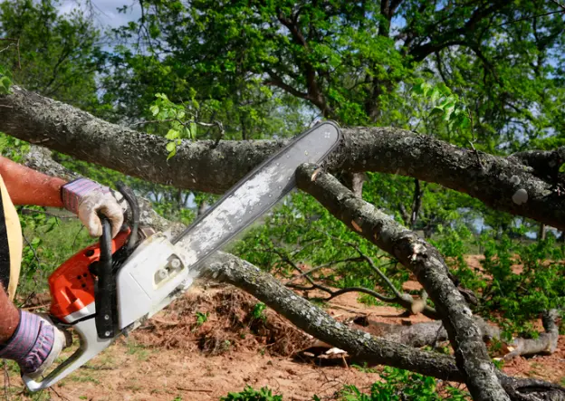 Essential Steps In Tree Removal For Large-scale Projects in Sparta GA Essential Steps In Tree Removal For Large-scale Projects in Sparta GA