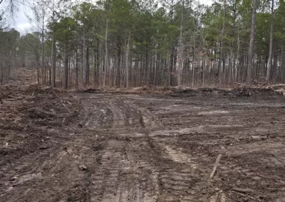 Tree Removal Sparta GA